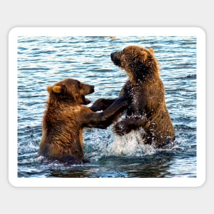 Young Kodiak Brown Bears Play Wrestle In Water Alaska Sticker